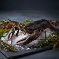 Live Native Lobster